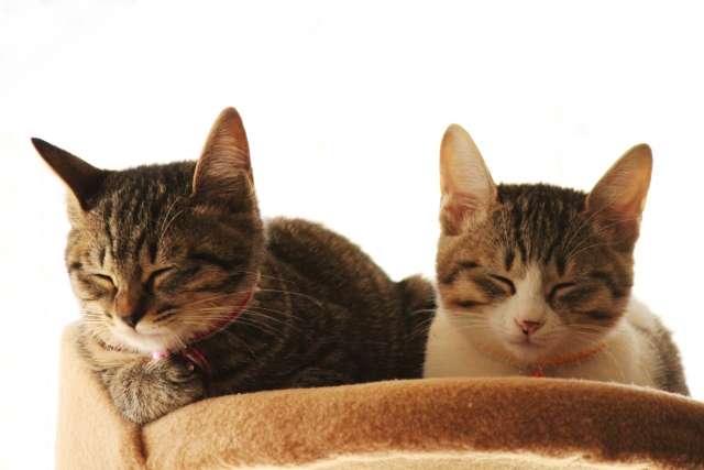 一人暮らしで猫を2匹飼う時の注意点や2匹目を飼う時の心得 サーチノート